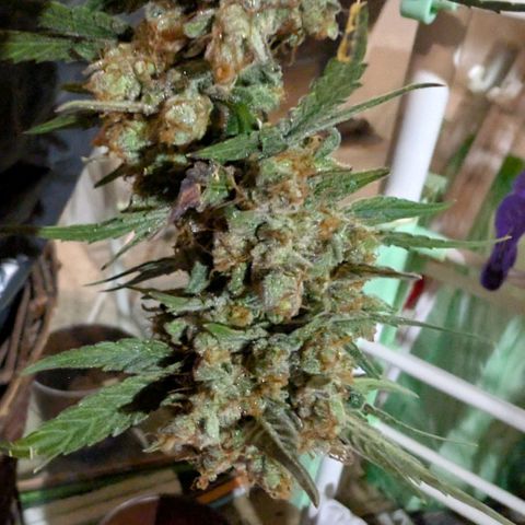 Mimosa Sunrise XXL Automatik  growlog timeline photo