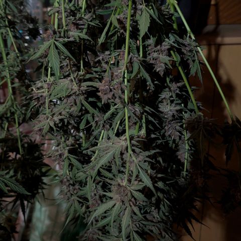 Nama's Threesome #1 growlog timeline photo