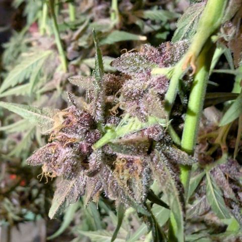Nama's Threesome #1 growlog timeline photo