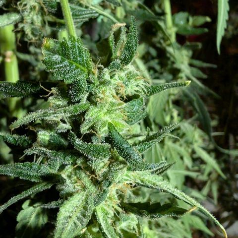 Papaya Cookies Auto  growlog timeline photo