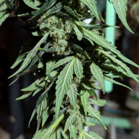 Papaya Cookies Auto  growlog timeline photo