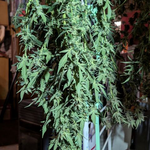 Papaya Cookies Auto  growlog timeline photo