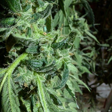 Papaya Cookies Auto  growlog timeline photo