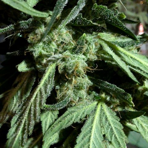 Papaya Cookies Auto  growlog timeline photo