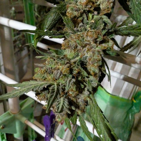 Mimosa Sunrise XXL Automatik  growlog timeline photo