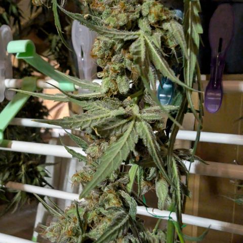 Mimosa Sunrise XXL Automatik  growlog timeline photo