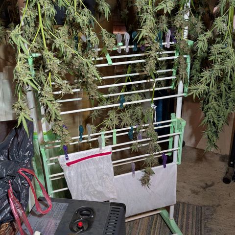 Mimosa Sunrise XXL Automatik  growlog timeline photo