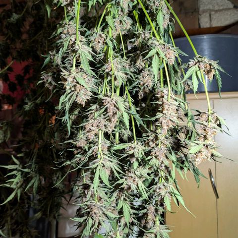 Nama's Threesome #1 growlog timeline photo