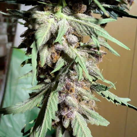 Nama's Threesome #1 growlog timeline photo