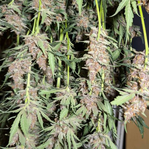 Nama's Threesome #1 growlog timeline photo