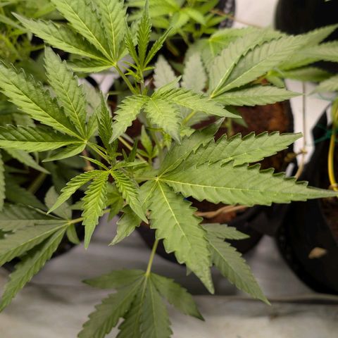 Blue Sunset  growlog timeline photo