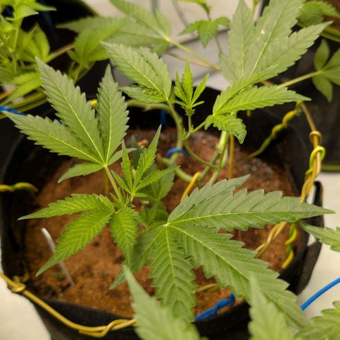 Blue Sunset  growlog timeline photo