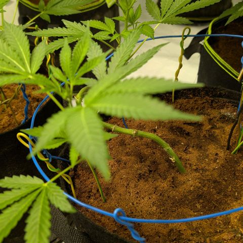 Blue Sunset  growlog timeline photo