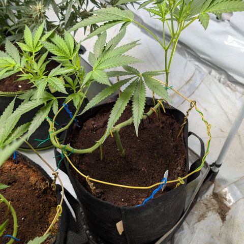 Blue Sunset  growlog timeline photo