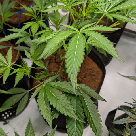 Cherry Bacio  growlog timeline photo