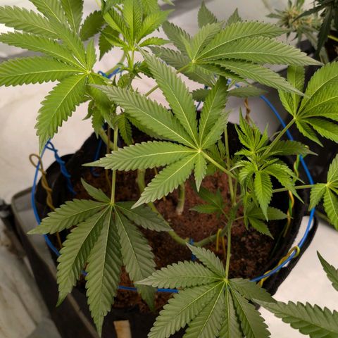 Cherry Bacio  growlog timeline photo