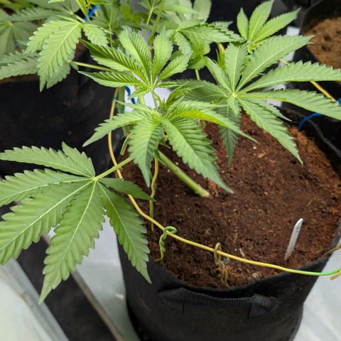 Cherry Bacio  growlog timeline photo