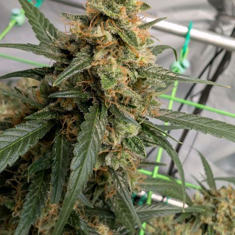 Nama's Threesome #3 growlog timeline photo