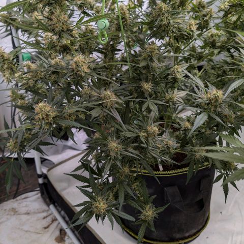 Nama's Threesome #3 growlog timeline photo