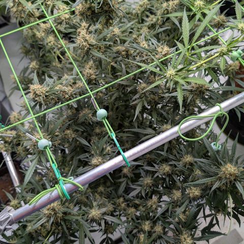 Nama's Threesome #3 growlog timeline photo