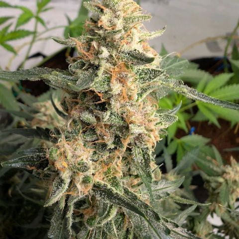 Nama's Threesome #2 growlog timeline photo