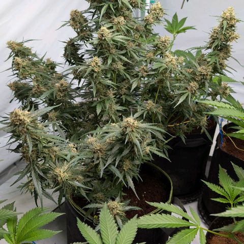 Nama's Threesome #2 growlog timeline photo