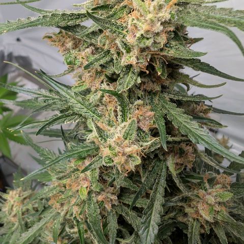 Nama's Threesome #2 growlog timeline photo