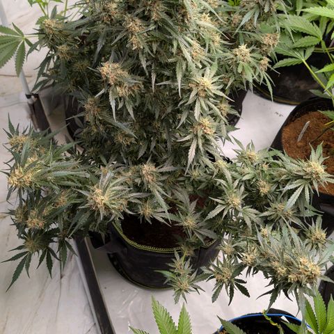 Nama's Threesome #2 growlog timeline photo