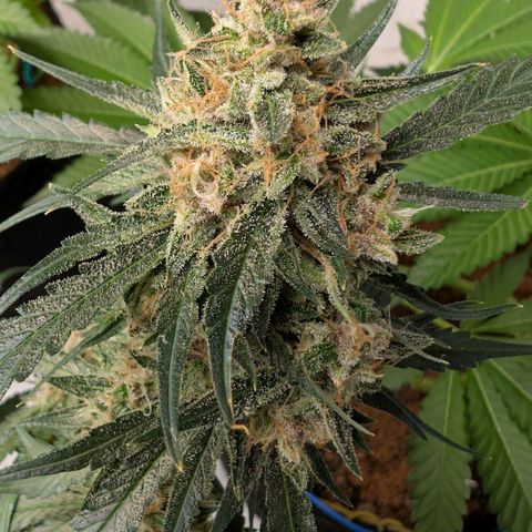 Nama's Threesome #2 growlog timeline photo