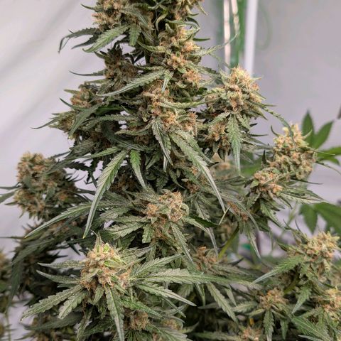 Nama's Threesome #2 growlog timeline photo