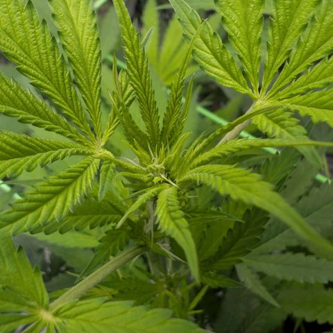 Citrus Fuel (Semi) Automatic growlog photo: Endlich Buds!