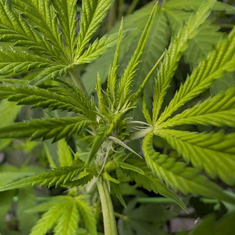Citrus Fuel (Semi) Automatic growlog photo: Endlich Buds!