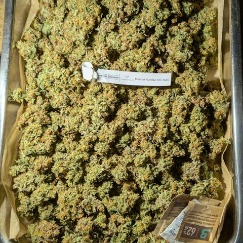 Mimosa Sunrise XXL Automatik  growlog timeline photo