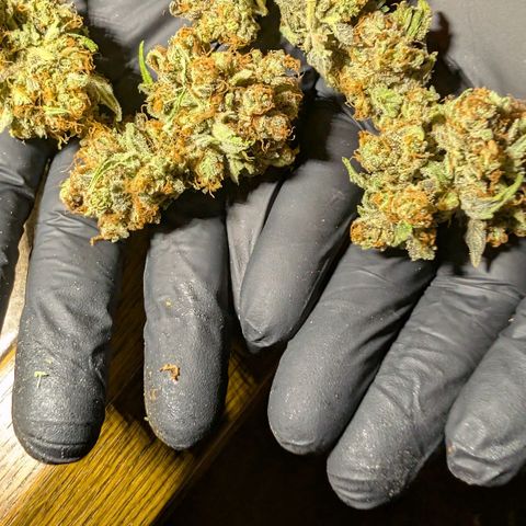 Mimosa Sunrise XXL Automatik  growlog timeline photo