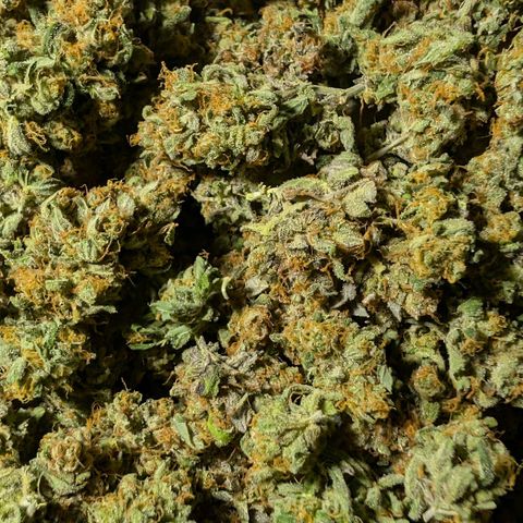 Mimosa Sunrise XXL Automatik  growlog timeline photo