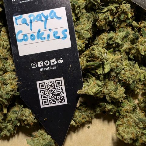 Papaya Cookies Auto  growlog timeline photo