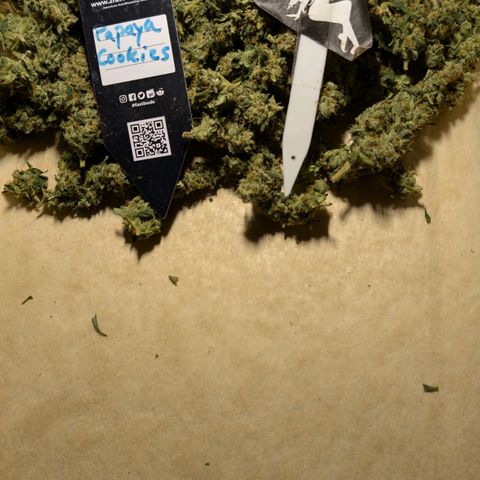 Papaya Cookies Auto  growlog timeline photo