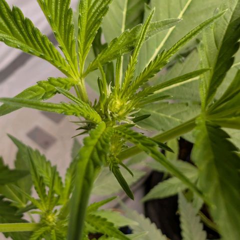Blue Sunset  growlog timeline photo