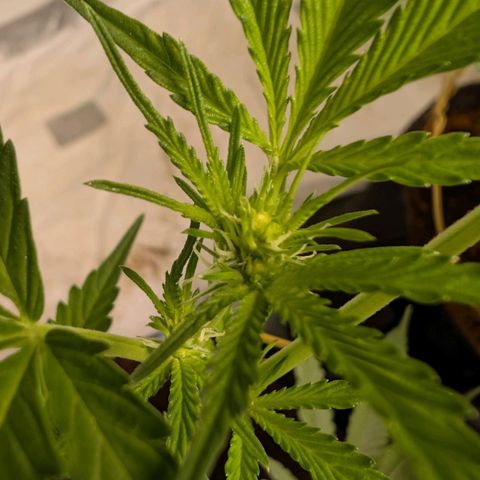 Blue Sunset  growlog timeline photo