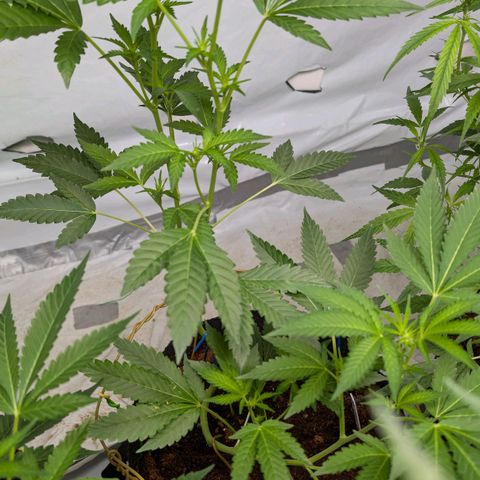 Blue Sunset  growlog timeline photo