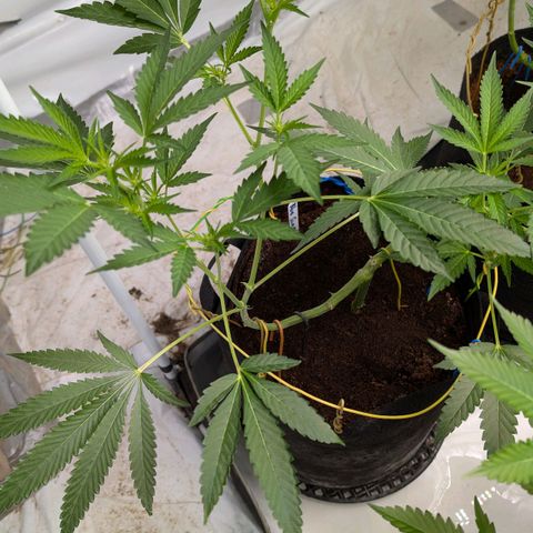 Blue Sunset  growlog timeline photo