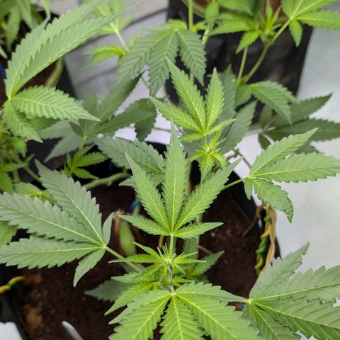 Blue Sunset  growlog timeline photo