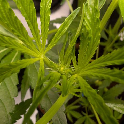 Cherry Bacio  growlog timeline photo