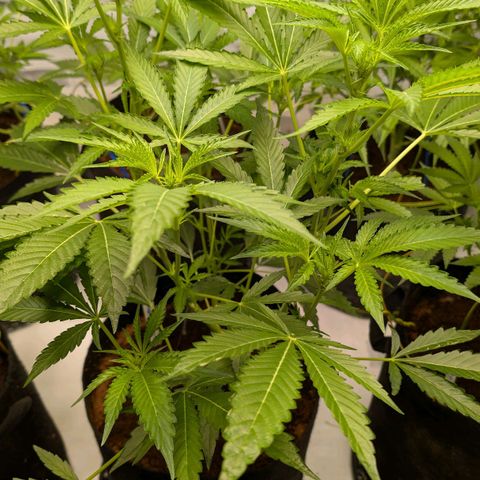 Cherry Bacio  growlog timeline photo