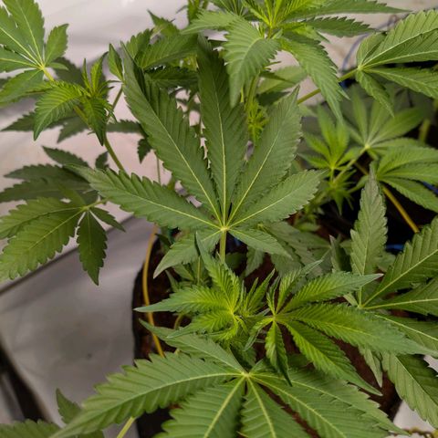 Cherry Bacio  growlog timeline photo