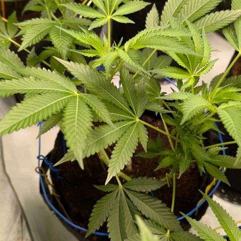 Cherry Bacio  growlog timeline photo