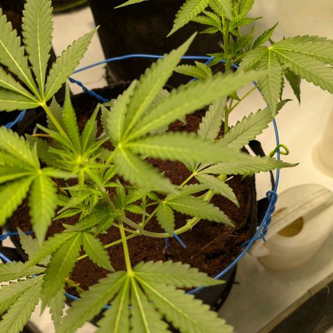 Cherry Bacio  growlog timeline photo