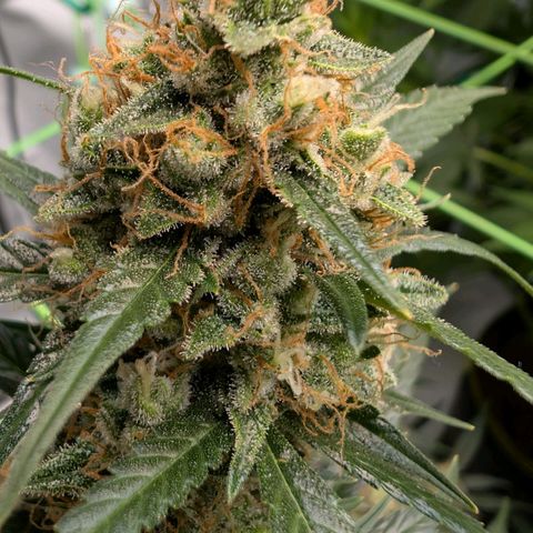 Nama's Threesome #3 growlog timeline photo