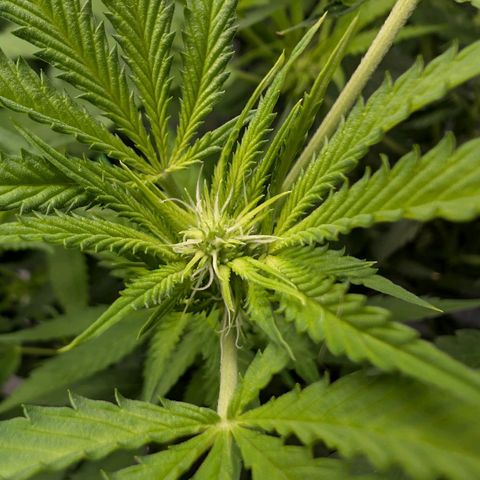 Citrus Fuel (Semi) Automatic growlog timeline photo