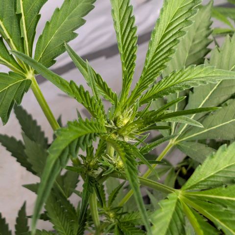 Blue Sunset  growlog timeline photo